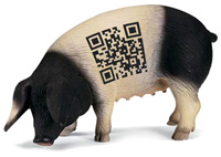 Sau mit QR–Code